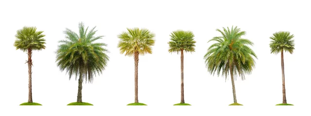 Tuinposter Palmboom Zes betelpalm op wit wordt geïsoleerd