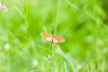 butterfly