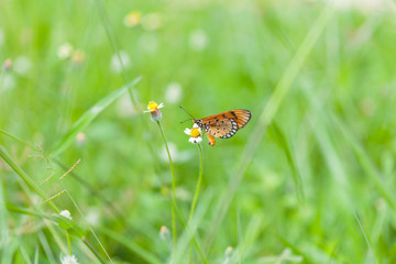 butterfly