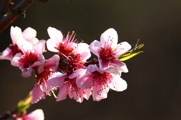 Pfirsichblüte im Frühling