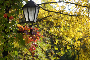 Pretty lantern in yellow foliage