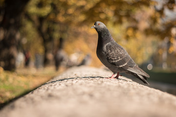 Proud Pigeon on the Wall illuminated by a tepid winter sun