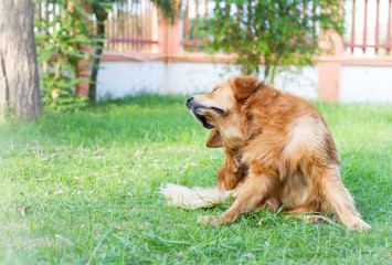golden retriever dog scratch his ear