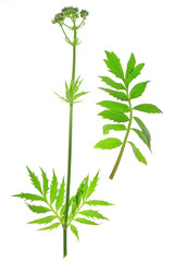 Baldrian  (Valeriana officinalis)