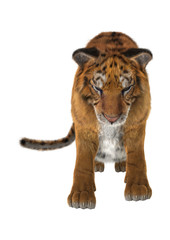 Fototapeta na wymiar Big Cat Tiger