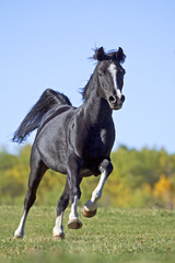 Black Arabian Stallion galloping in meadow