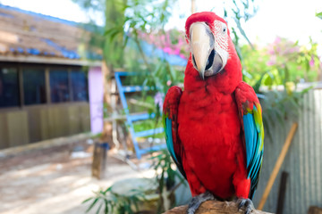 Scarlet macaw on wood branch