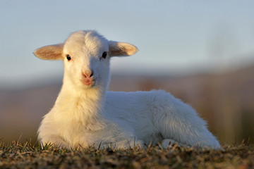 Few week old Lamb sitting in grass © rima15