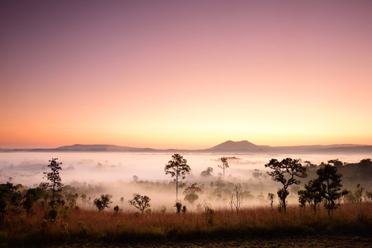 Fototapeta Landscape of Tropical Forest in the Early Morning