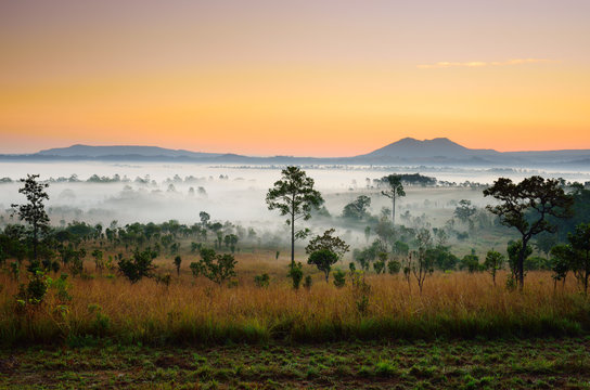 Fototapeta Landscape of Tropical Forest in the Early Morning