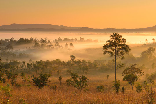 Fototapeta Landscape of Tropical Forest in the Early Morning