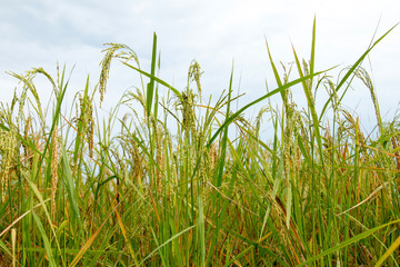 rice field  in Thailand