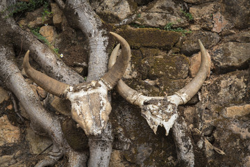 Two Zebu skulls on an ancient ritual in Madagascar