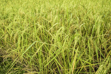 rice field  in Thailand