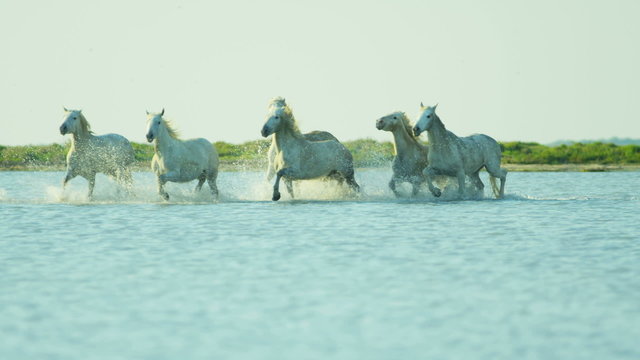 France Camargue animal horses cowboy water running 