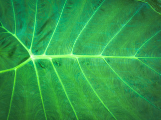 Leaves background