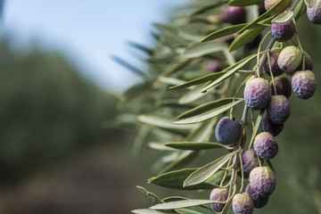 Olives on olive tree