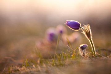Obraz premium Pasque flower by sunset