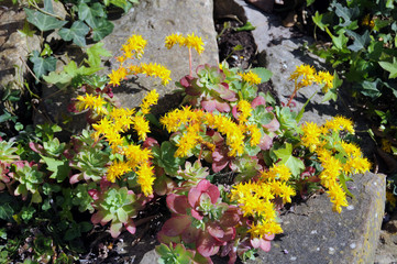 Fototapeta na wymiar Yellow flowering stonecrop
