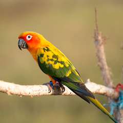 Parrot on a perch on wooden