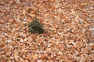 Small green fir tree.