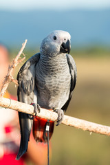 Parrot on a perch on wooden