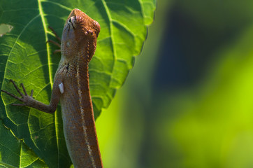 brown chameleon in garden, soft focus