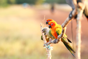 Parrot on a perch on wooden © muangsatun