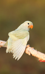 Small Parrot on a perch on wooden