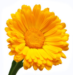 Closeup of calendula