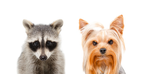 Portrait of a raccoon and Yorkshire terrier