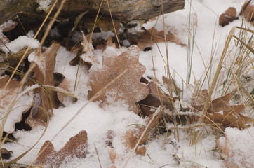 oak leaves covered with snow