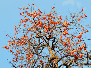 Bare persimmon tree with fruit on blue sky