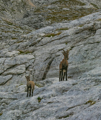Obraz premium Chamois on Mount Triglav, Slovenia