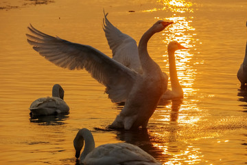 flapping of swan in sunset background