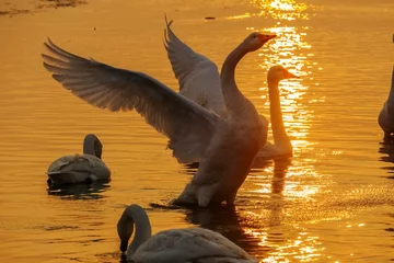 Cercles muraux Cygne flapping of swan in sunset background