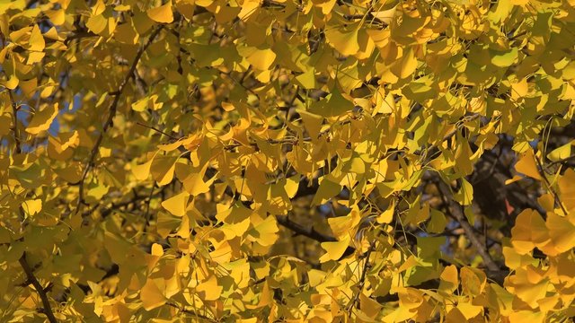 Ginkgo biloba leaves in autumn. South Korea.