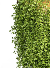 Obraz premium green leaf background