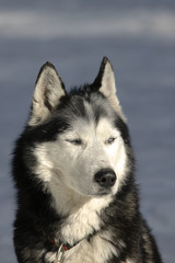 Chien de traineau, Race Husky
