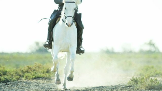 Cowboy France Camargue rider horse energy livestock running 