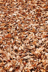 Colorful background of autumn oak leaves.