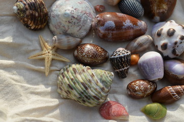 Sea shells