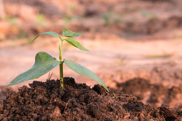 Young and fresh green bean