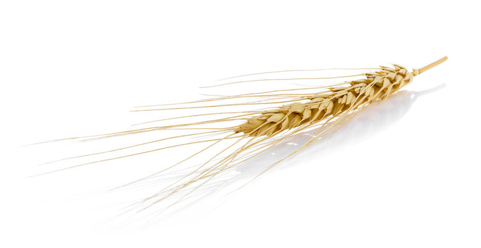 Closeup of a barley ear over a white background