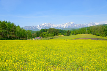 Northern Alps and Field mustard at Nakayama highlands in Omachi, Nagano, Japan