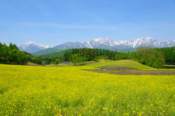 Fototapeta na wymiar Northern Alps and Field mustard at Nakayama highlands in Omachi, Nagano, Japan