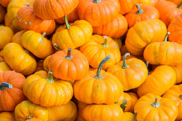 Different orange Halloween pumpkins 