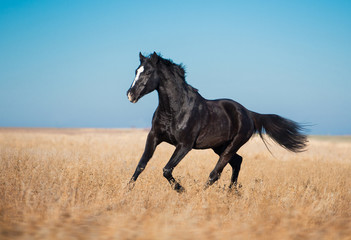 Fototapeta premium Czarny koń zostaje na żółtym polu z wysoką trawą