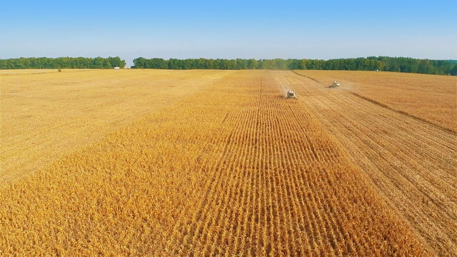 Aerial shot: Combine harvesting on cornfield
