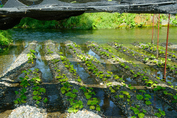 Fototapeta na wymiar Wasabi farm in Azumino, Nagano, Japan